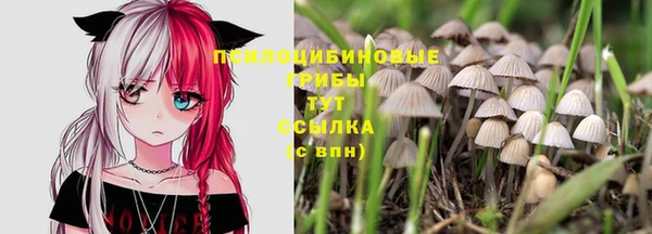 прущие грибы Алзамай
